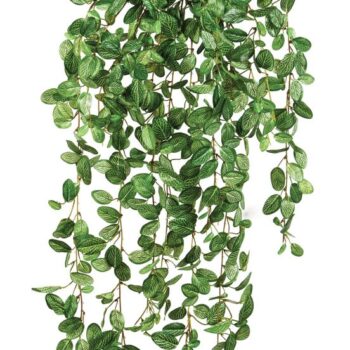 Fittonia hanging bush