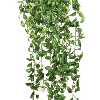 Tradescantia hanging bush