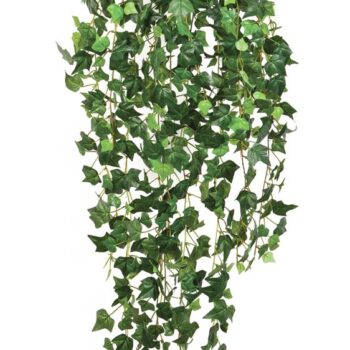 English ivy hanging bush