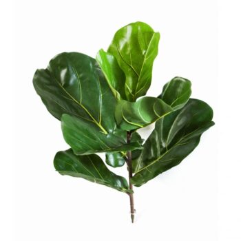 Fiddle leaf spray x 7