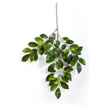 Ficus folia spray