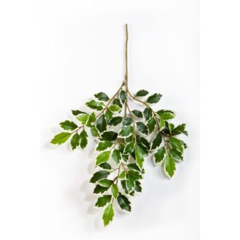 Var. ficus folia spray