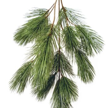 Bonzai pinus spray x 18