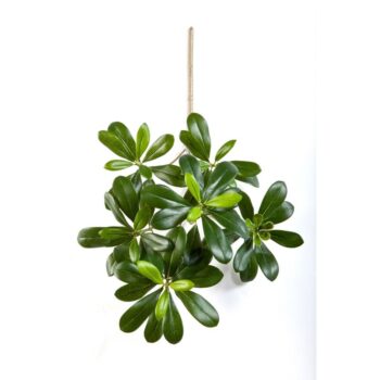 Flame retardant pittisporum mountain spray
