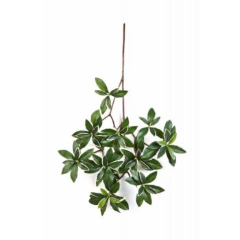 Variegated euonymus japonicus spray