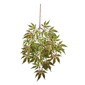 Fr japanese maple spray x 36