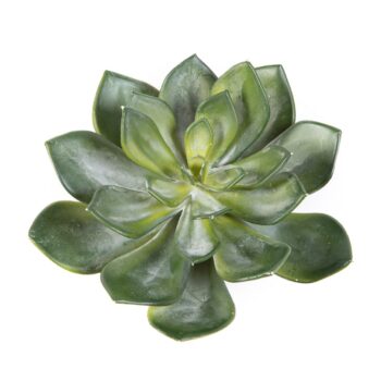 Echeveria green