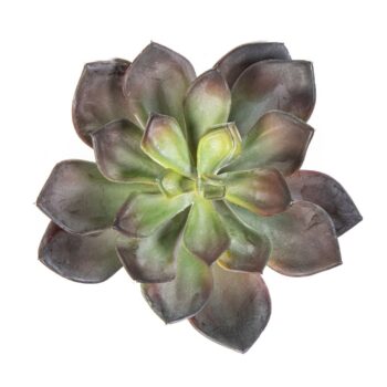 Echeveria green/red