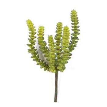 Crassula perforata x 6
