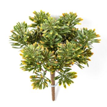 Dusty miller bush green/red