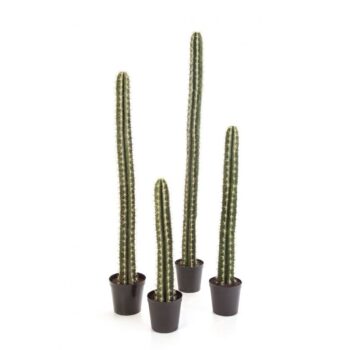 Single column cactus 206 cm w/pot