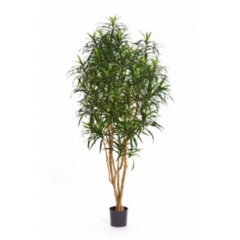 Dracaena anita tree