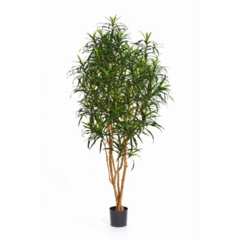 Dracaena anita tree