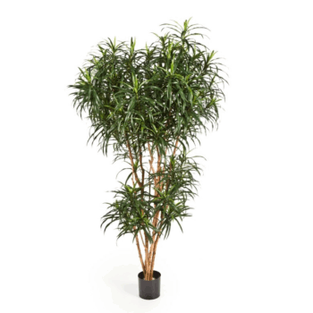 Dracaena reflexa anita tree
