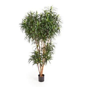 Dracaena reflexa anita tree