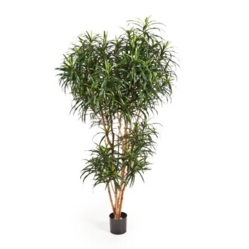 Dracaena reflexa anita tree