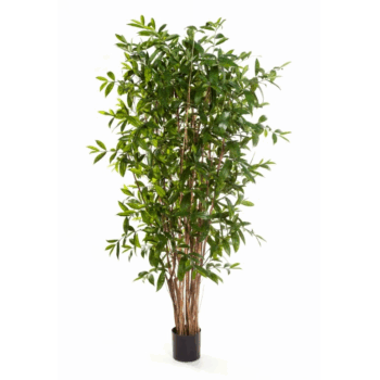 Dracaena surculosa tree