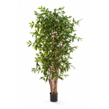 Dracaena surculosa tree