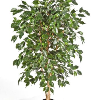 Ficus nitida exotica