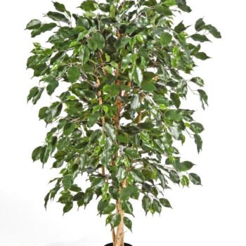 Ficus nitida exotica