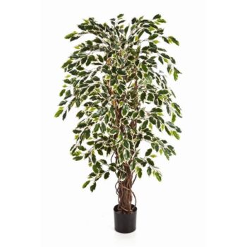 Variegated ficus liana