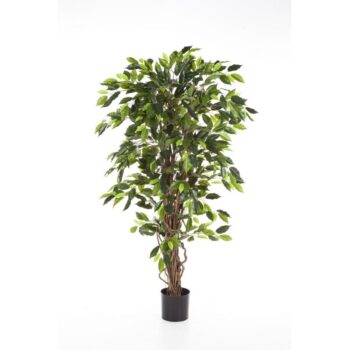 Ficus liana