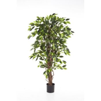Ficus liana