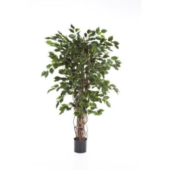 Ficus liana exotica