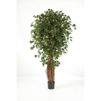 Ficus liana exotica de luxe
