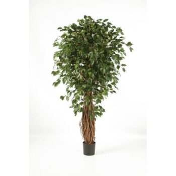 Ficus liana exotica de luxe