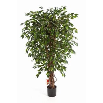 Hawaiian ficus liana