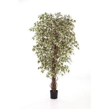 Variegated hawaiian ficus liana