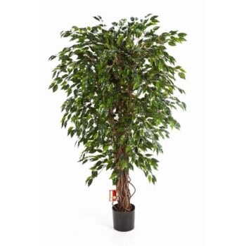 Hawaiian ficus liana