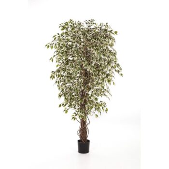 Variegated hawaiian ficus liana