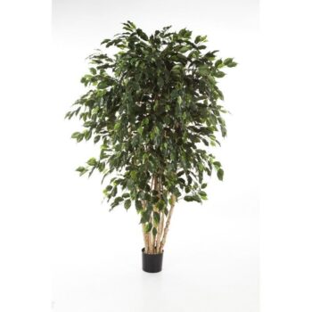 Ficus exotica multi trunk