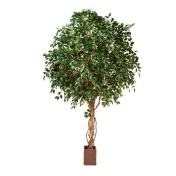 Giant ficus exotica tree
