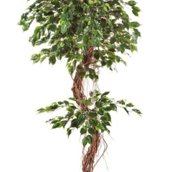 Ficus corkscrew exotica