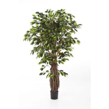 Ficus liana de luxe