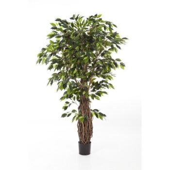 Ficus liana de luxe