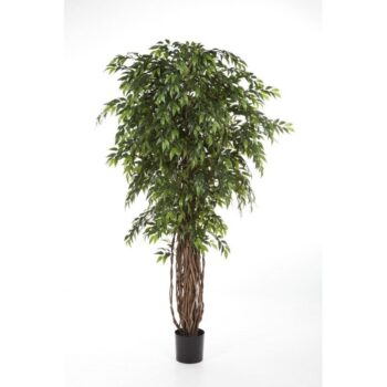 French ficus liana de luxe