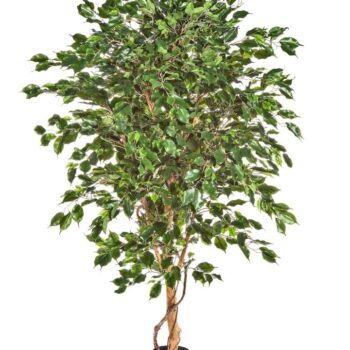 Ficus deluxe exotica tree