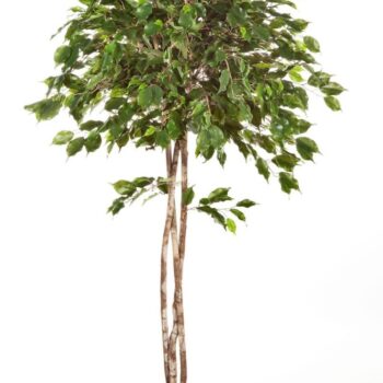 Ficus exotica umbrella