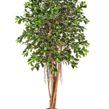 Ficus retusa