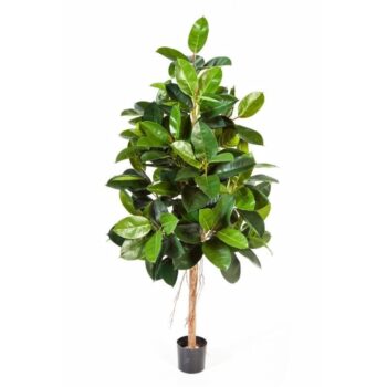 Ficus elastica