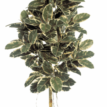 Variegated ficus elastica