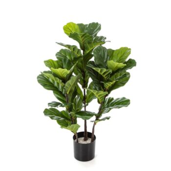 Ficus lyrata tree x 3