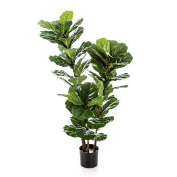 Ficus lyrata tree x 3