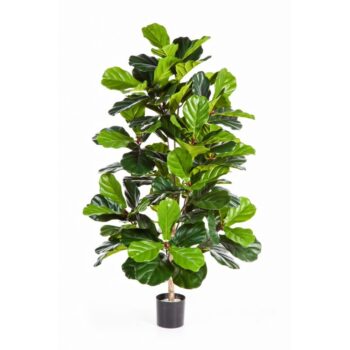 Ficus lyrata bush tree