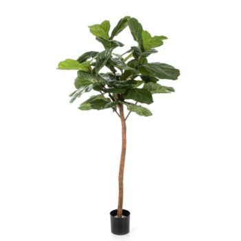 Ficus lyrata single trunk