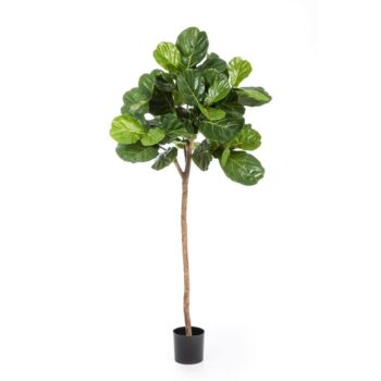 Ficus lyrata single trunk